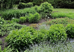Przyroda w Ogrodzie Botanicznym.