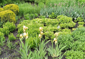 Przyroda w Ogrodzie Botanicznym.