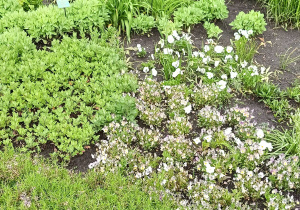 Przyroda w Ogrodzie Botanicznym.