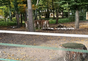 Zwierzęta w ZOO za ogrodzeniem