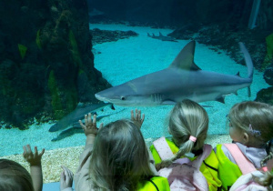 Dzieci oglądają zwierzęta w Orientarium- rekiny