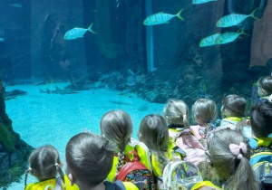 Dzieci oglądają zwierzęta w Orientarium- ryby strzępiele