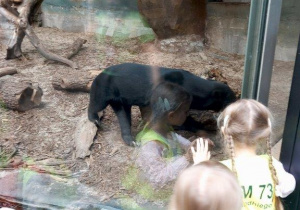 Dzieci oglądają zwierzęta w Orientarium- psi niedźwiedź