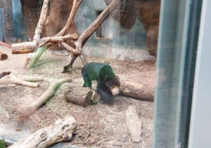 Dzieci oglądają zwierzęta w Orientarium- psi niedźwiedź