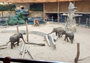 Dzieci oglądają zwierzęta w Orientarium- słonie