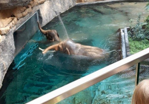 Dzieci oglądają zwierzęta w Orientarium- kąpiel słoni