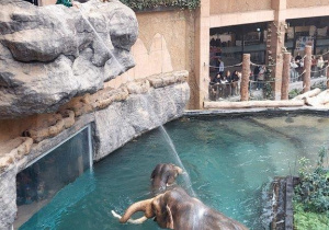 Dzieci oglądają zwierzęta w Orientarium- kąpiel słoni