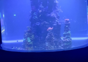 Duże, okrągłe akwarium z rybami