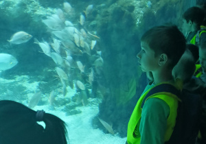 Dzieci oglądają ryby