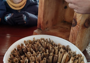 Trzcina, w której dzikie pszczoły składają jaja.