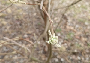 Pierwsze pąki na drzewach