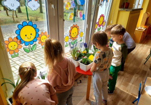 Dzieci dbają o kącik przyrodniczy, podlewają kwiaty