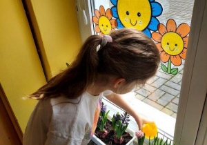 Dzieci dbają o kącik przyrodniczy, podlewają kwiaty