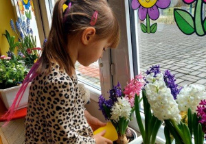 Dzieci dbają o kącik przyrodniczy, podlewają kwiaty