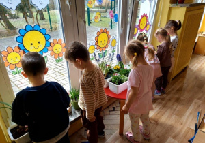 Dzieci dbają o kącik przyrodniczy, podlewają kwiaty