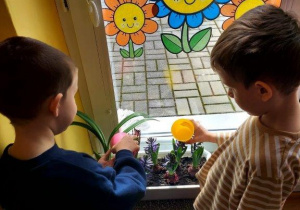 Dzieci dbają o kącik przyrodniczy, podlewają kwiaty