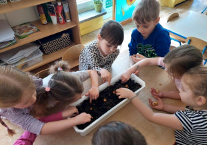 Dzieci wsadzają do ziemi małe cebulki