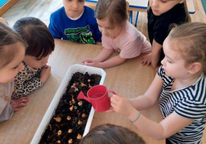 Dziewczynka podlewa cebulki