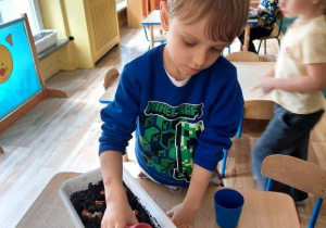 Chłopiec podlewa cebulki