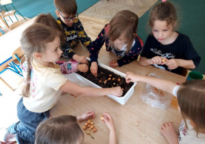 Dzieci wsadzają do ziemi małe cebulki
