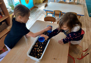 Dziewczynki podlewają cebulki